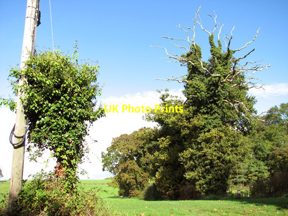 Photo 6"x4" Trees growing along a field boundary Caistor St Edmund c2014