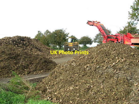 Photo 6"x4" Sugar beet harvest by Blackford Hall Upper Stoke\/TG2502 c2014