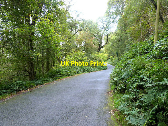 Photo 6"x4" The Military Road below the Derrybawn Mountain Laragh c2014