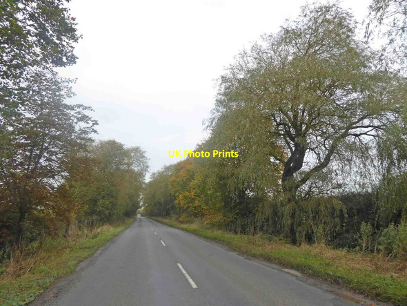 Photo 6"x4" Willow trees line the B1398 Willoughton c2014