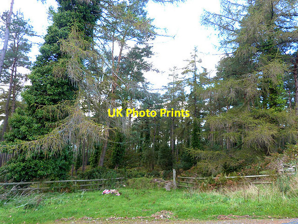 Photo 6"x4" Woodland above Clara Vale Rathdrum c2014