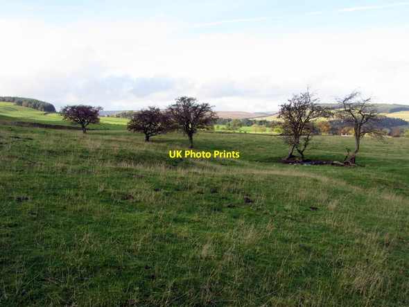 Photo 6"x4" Grassland near Allenshields Blanchland c2014