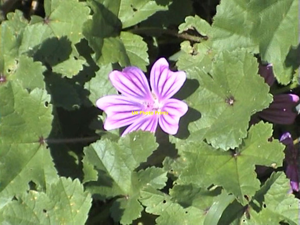 Photo 6"x4" Common Mallow - 2001 Folkestone c2001