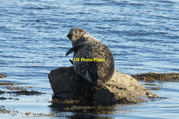 Photo 6"x4" Common Seal (Phoca vitulina), Haroldswick Bothen c2014