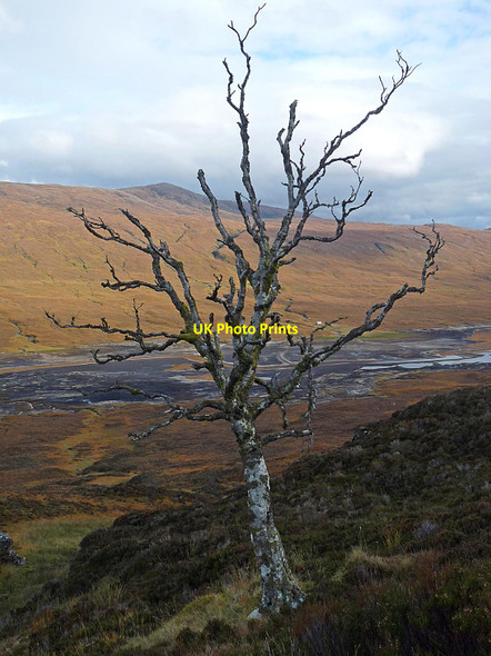 Photo 6"x4" Dead silver birch tree, East Glenquoich Forest, Inverness-shire Allt Gorm\/NH1104 c2014