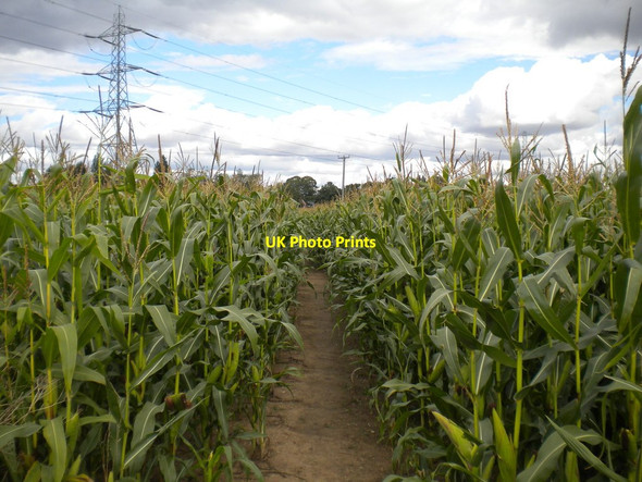 Photo 6"x4" Path through corn field near Thurgarton (2) Thurgarton\/SK6949 c2014