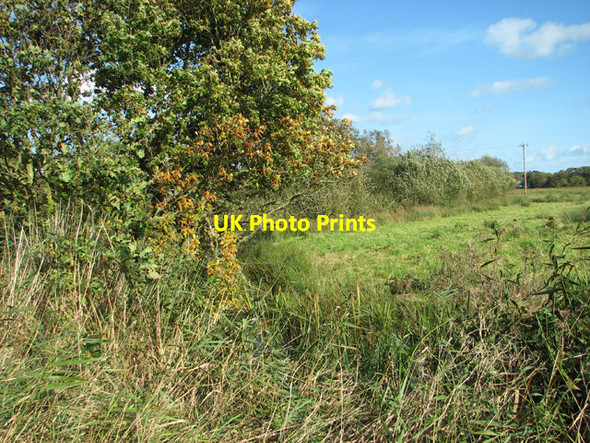 Photo 6"x4" Trees on the edge of a marsh pasture Fritton\/TG4018 c2014