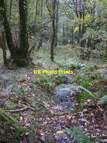Photo 6"x4" Small stream, Blake Holme Plantation Hartbarrow c2014