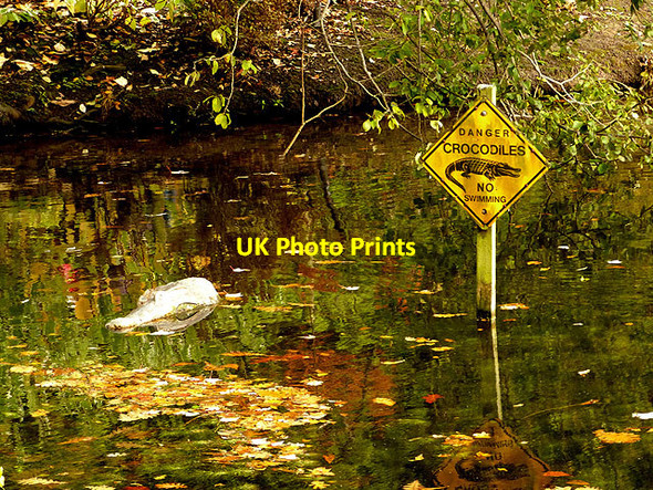 Photo 6"x4" There really is a crocodile in the lake! Firby\/SE2686 c2014