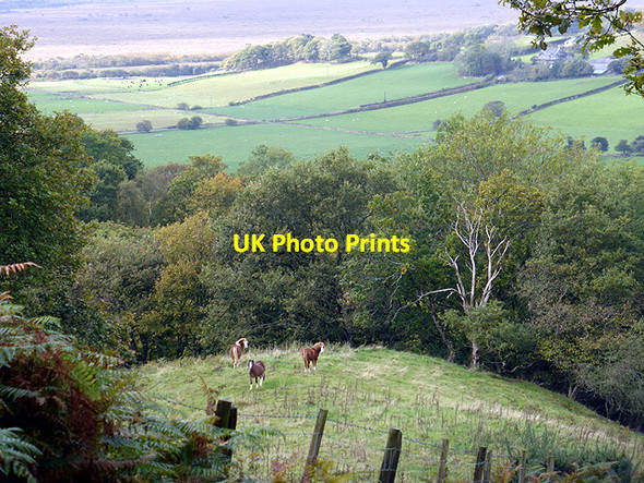 Photo 6"x4" Paddock above Tre'r-dd\u00c3\u00b4l Tre'r-dd\u00f4l\/SN6692 c2014