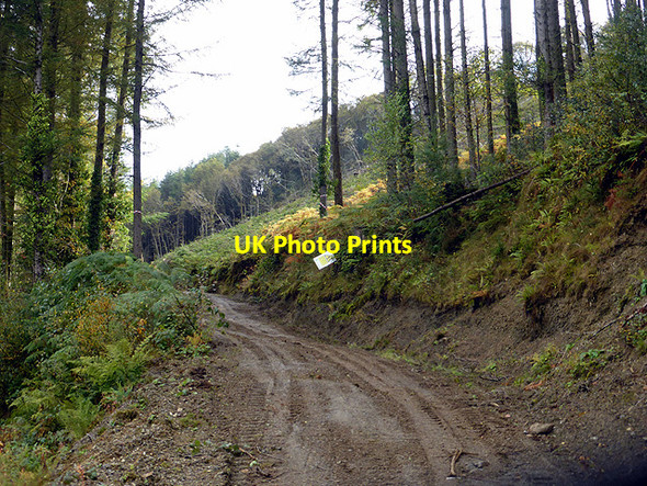 Photo 6"x4" Forestry road into Coed y Garreg Glandyfi c2014
