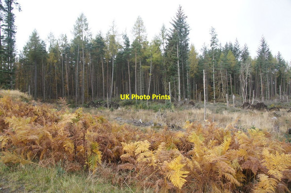 Photo 6"x4" Dalrulzion Forest, Glen Shee Middleton of Dalrulzian c2014