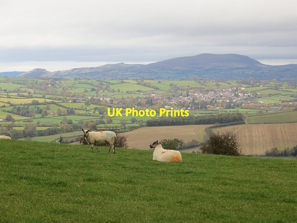 Photo 6"x4" Sheep above Lower Down Lower Down\/SO3384 c2014