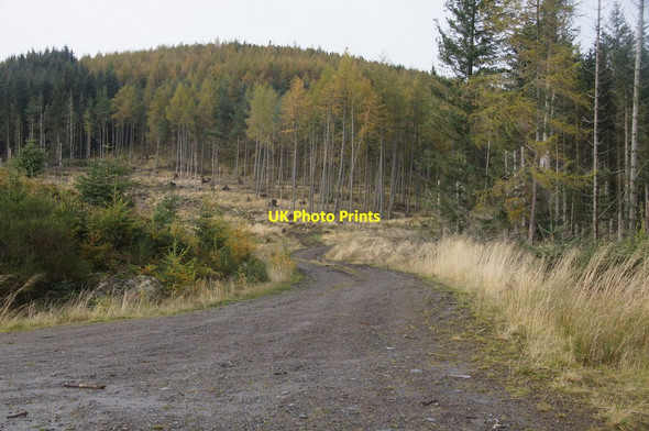 Photo 6"x4" Track in Dalruzion Forest Middleton of Dalrulzian c2014