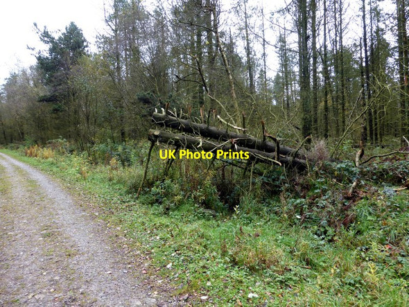 Photo 6"x4" Felled timber in Wayne Piece Darley Hillside c2014
