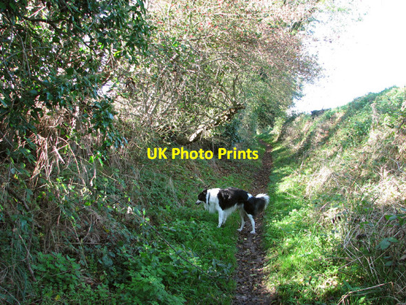 Photo 6"x4" View along Green Lane Saxlingham Nethergate c2014