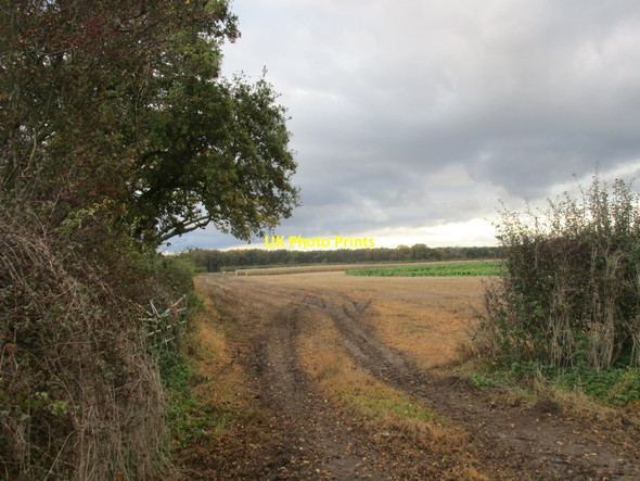 Photo 6"x4" View towards Snake Hall Plantation Hotham c2014