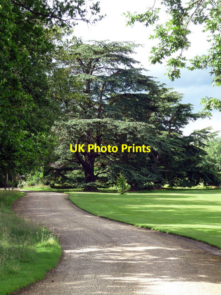 Photo 6"x4" Cedar near Crondall Bowling Alley c2012