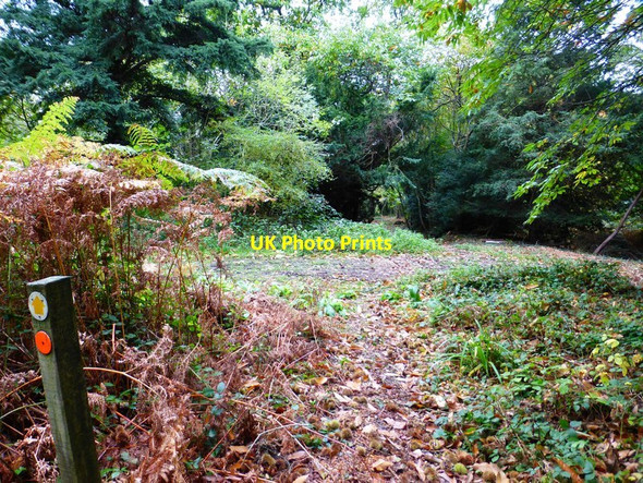 Photo 6"x4" Footpath reaches junction of tracks in Place Wood Southwick\/SU6208 c2014