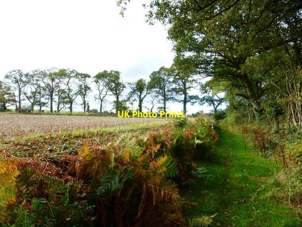 Photo 6"x4" Footpath approaches Ashley Down Lane Boarhunt c2014