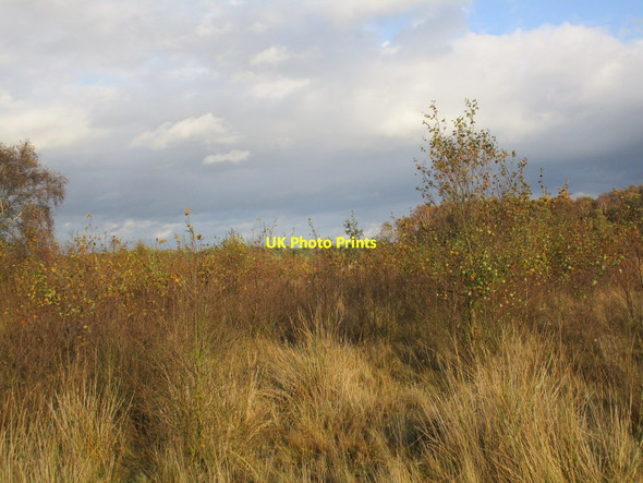 Photo 6"x4" Encroaching birch South Cliffe c2014