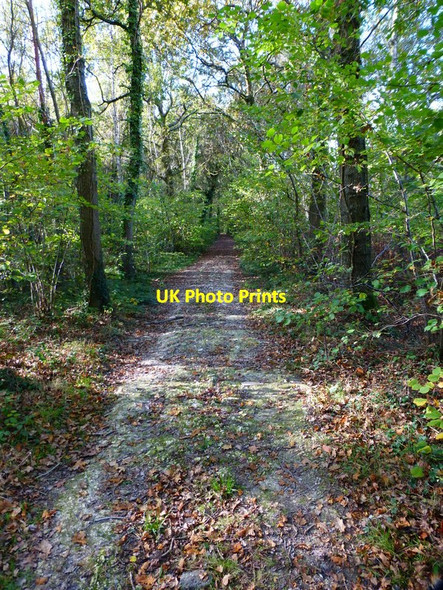 Photo 6"x4" Footpath in Creech Woods Furzeley Corner c2014