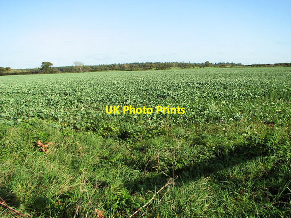Photo 6"x4" Brassica crop field Rougham\/TF8320 c2014 P1