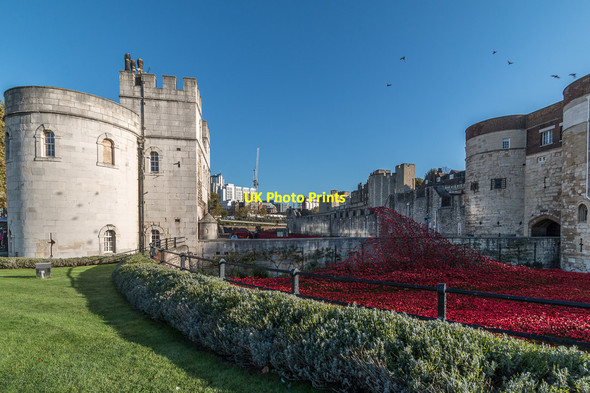 Photo 6"x4" Poppies by the Tower, London London c2014