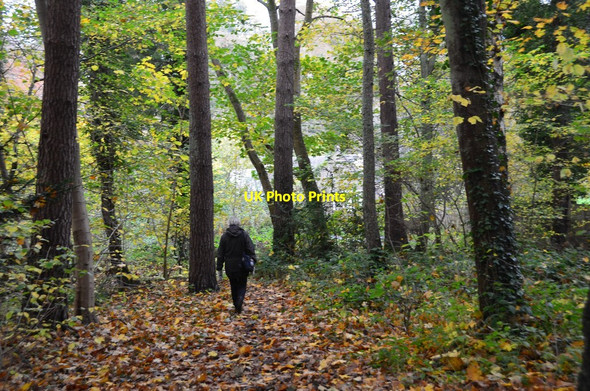 Photo 6"x4" Woodland path near Ancrum Ancrum c2014