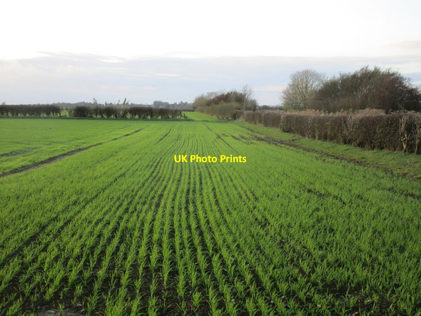 Photo 6"x4" Field off Corpslanding Road Hutton Cranswick c2014