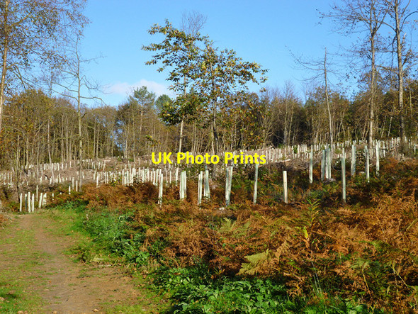 Photo 6"x4" Felled and planted area, Battle Great Wood Pestalozzi International Village c2014