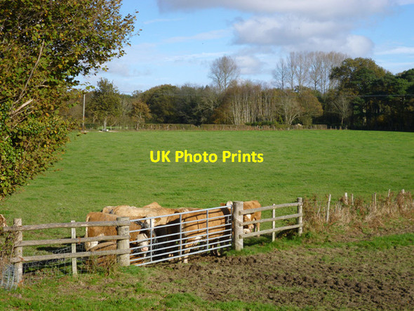 Photo 6"x4" A huddle of cattle Catsfield Stream c2014