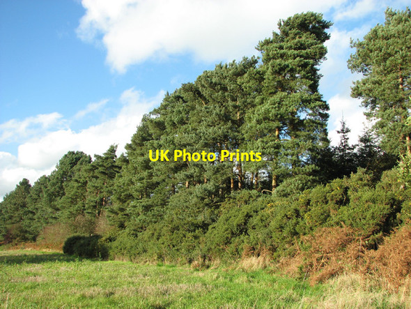 Photo 6"x4" Pine trees beside Harpley Road Little Massingham c2014