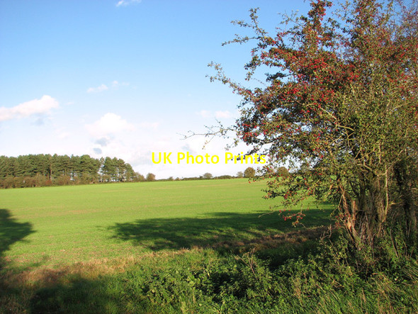 Photo 6"x4" Crop fields by Kipton Heath Weasenham St Peter c2014