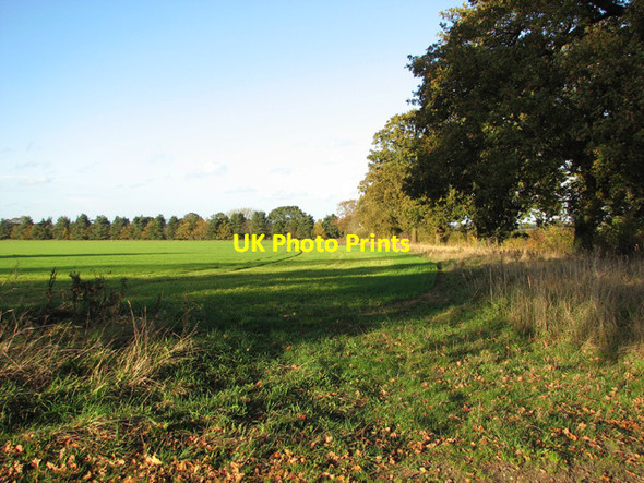 Photo 6"x4" Trees beside rural road to Rougham Rougham\/TF8320 c2014
