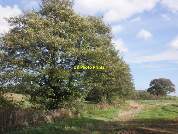 Photo 6"x4" Line of trees, following Stogursey Brook Bincombe\/ST1839 c2014