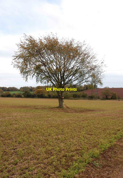 Photo 6"x4" Tree in field, Spennells, Kidderminster Kidderminster c2014