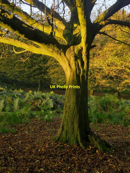 Photo 6"x4" Hornbeam in late October Kingston Upon Thames c2014