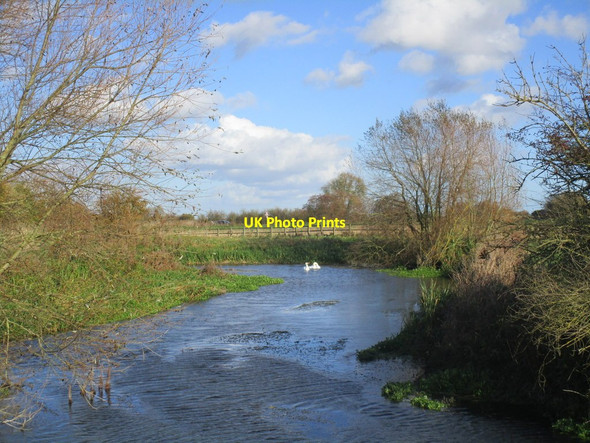 Photo 6"x4" Swans on the River Hull Wansford\/TA0656 c2014