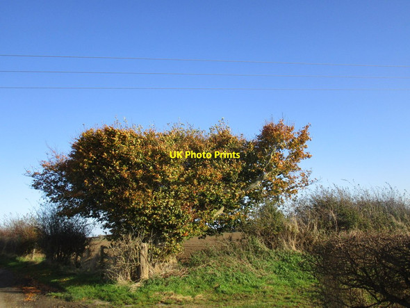 Photo 6"x4" Beech tree under the wires Skerne c2014