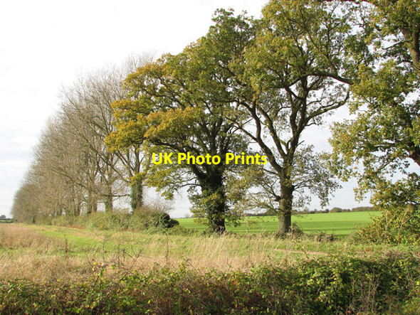 Photo 6"x4" Trees beside farm track into fields beside Low Street Weasenham St Peter c2014