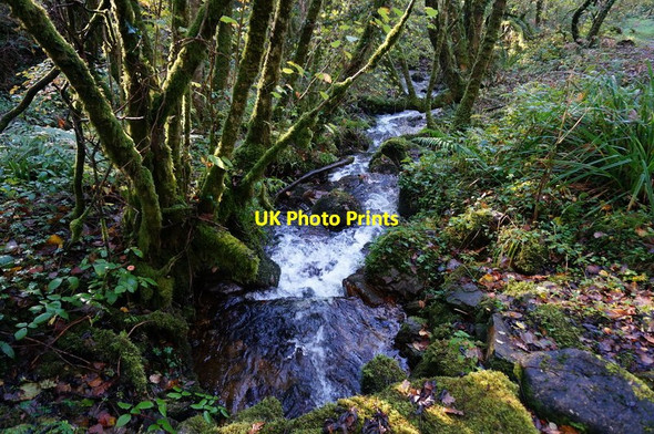 Photo 6"x4" Stream in Greypark Wood Buckland in the Moor c2014