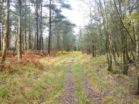 Photo 6"x4" Landford, forestry track Landford c2014