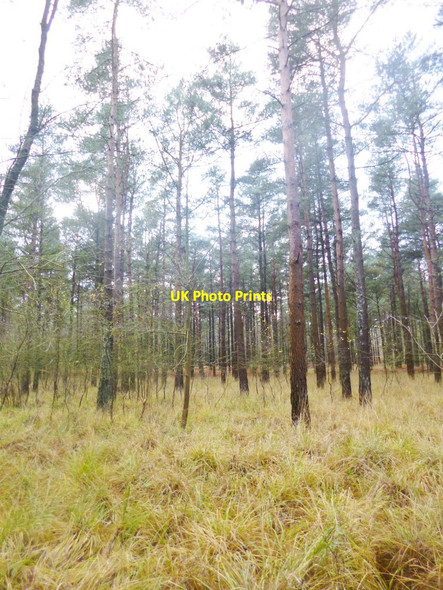 Photo 6"x4" Landford, plantation Landford c2014