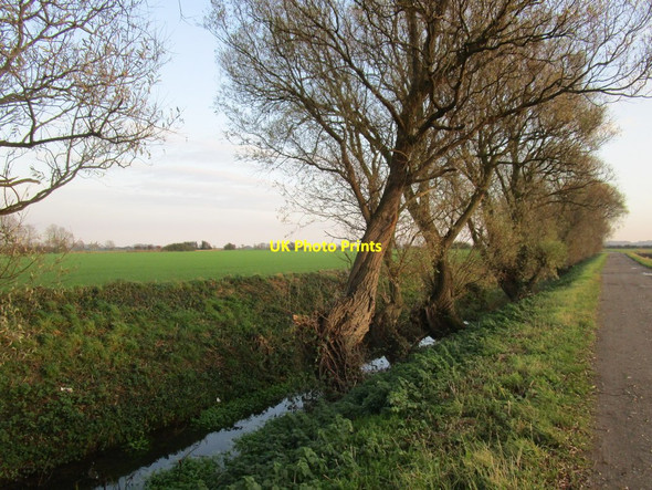 Photo 6"x4" Willows by the drain Broomfleet c2014