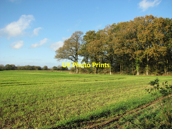 Photo 6"x4" Cereal crop field by Brooke Wood Howe\/TM2799 c2014