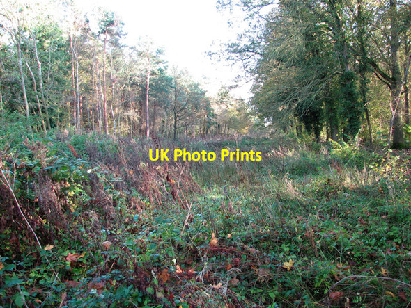 Photo 6"x4" View into Brooke Wood from Backwood Lane Howe\/TM2799 c2014