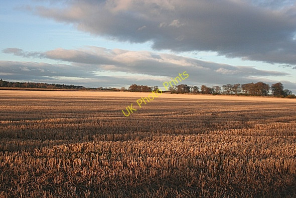 Photo 6"x4" Easter Calcots Moycroft c2008