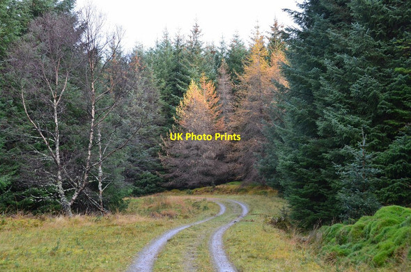 Photo 6"x4" Forest track, Glen Dochart Monemore c2014