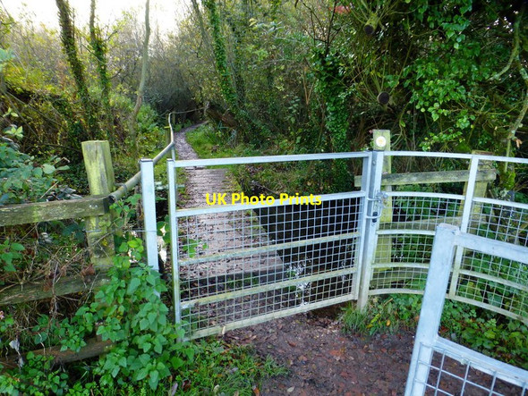 Photo 6"x4" Bridge and boardwalk through the woods Sherborne St John c2014